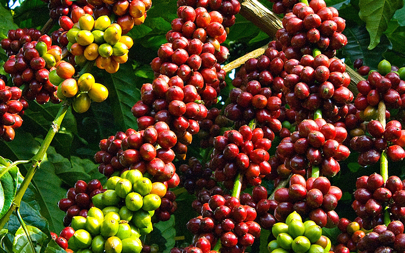 Caffeine