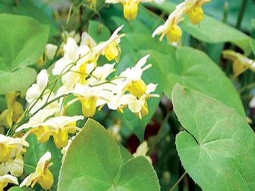 Chiết xuất Dâm dương hoắc
