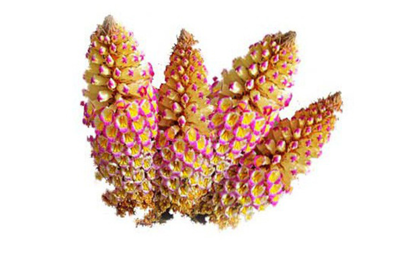 Cistanche