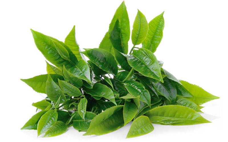 Chiết xuất trà xanh